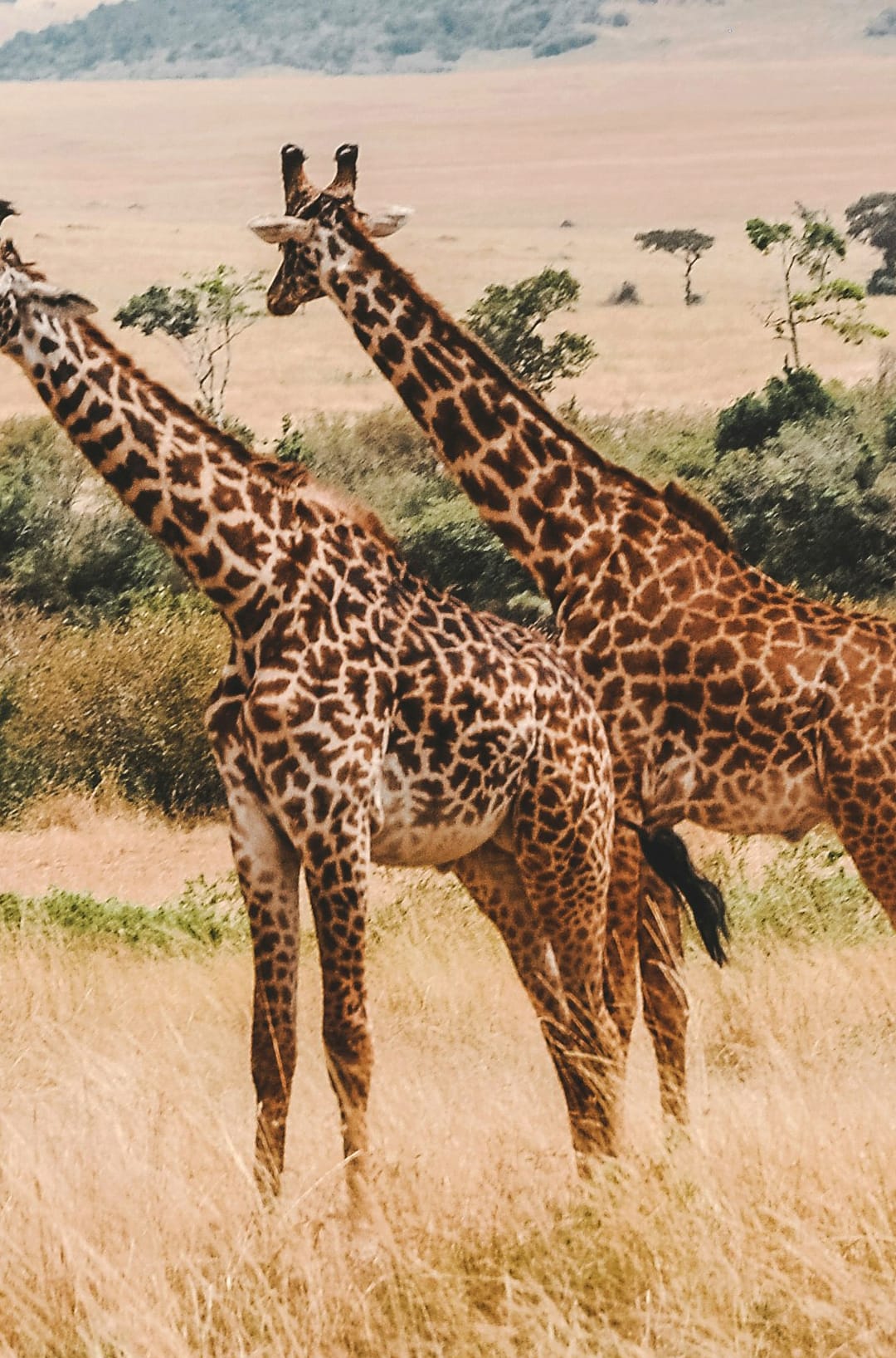 The Unhurried Continent: Why a Safari in the Maasai Mara Will Ruin Every Other Trip You Take