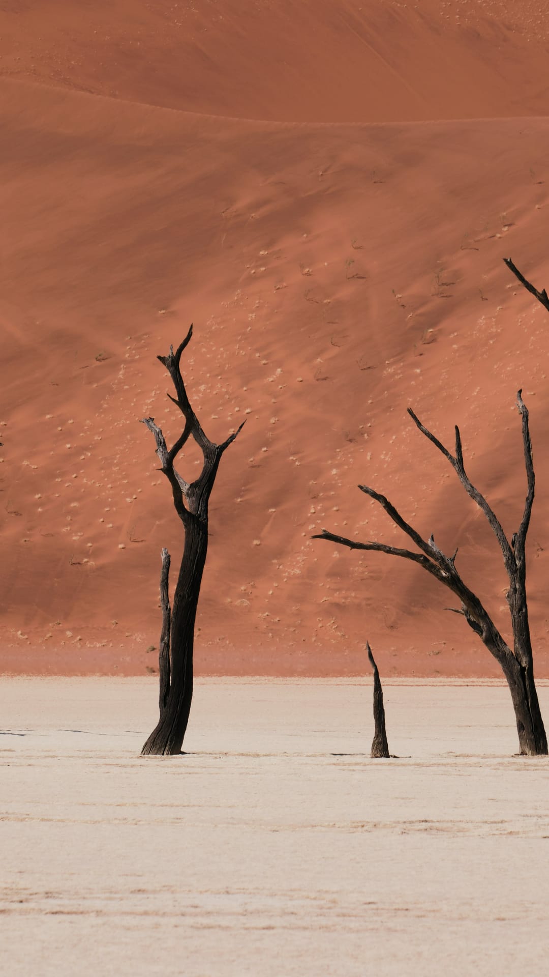 Still Standing: What 900-Year-Old Dead Trees in the Namib Can Teach Us About Endurance