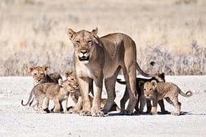 The Lioness Standard: What the Most Effective Leader in the Animal Kingdom Can Teach Us